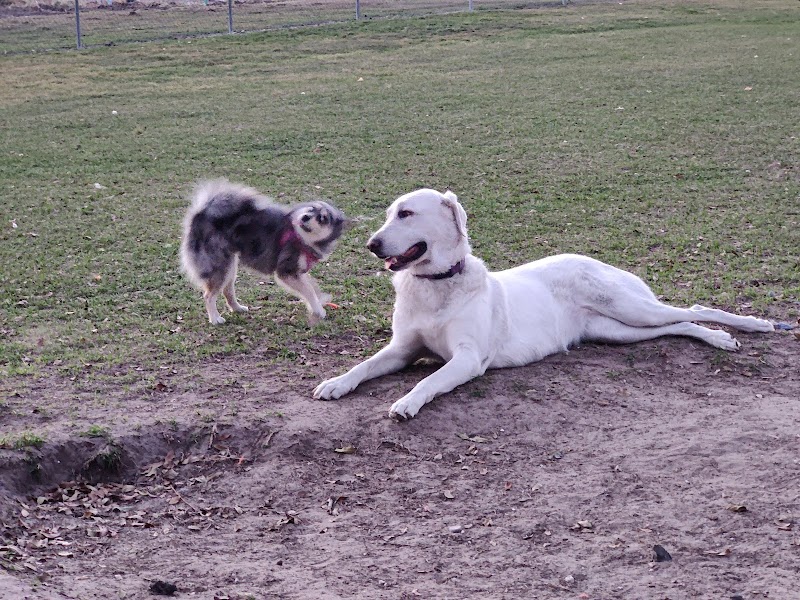 Temple Terrace Hilltop Dog Park - Tampa, FL