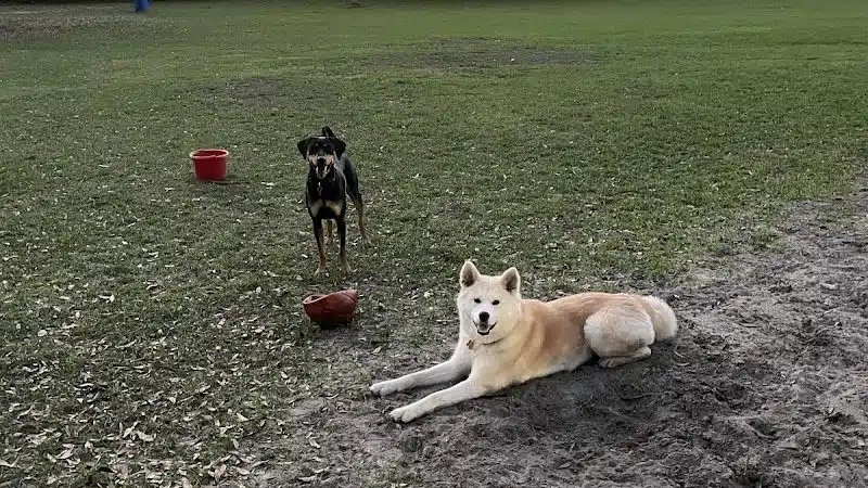 West Dog Park - Tampa, FL