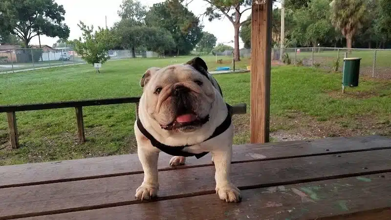 West Dog Park - Tampa, FL