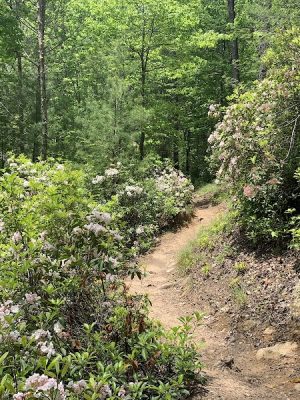 Conasauga Falls Trail