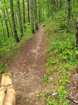 Conasauga Falls Trail