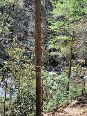 Conasauga Falls Trail