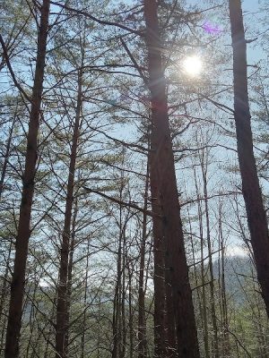 Conasauga Falls Trailhead Parking