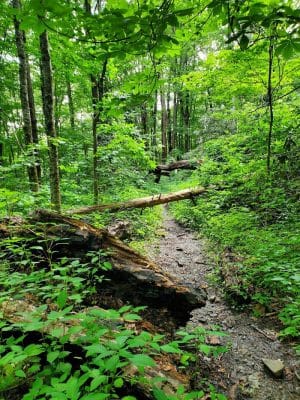 Falls Branch Trail