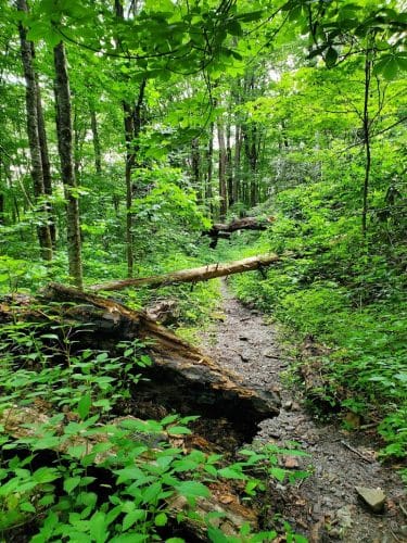 Falls Branch Trail