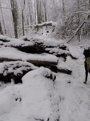 Falls Branch Trail