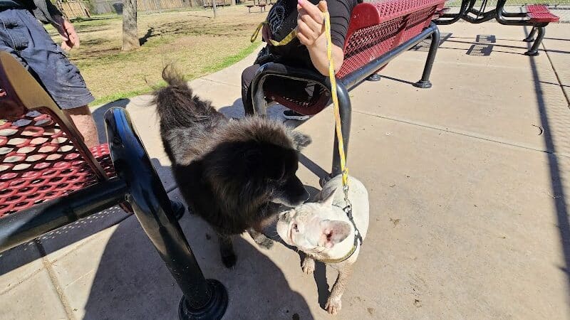 Clark Park Dog Park - Tempe, AZ