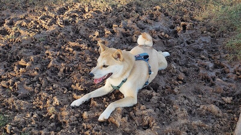 Clark Park Dog Park - Tempe, AZ