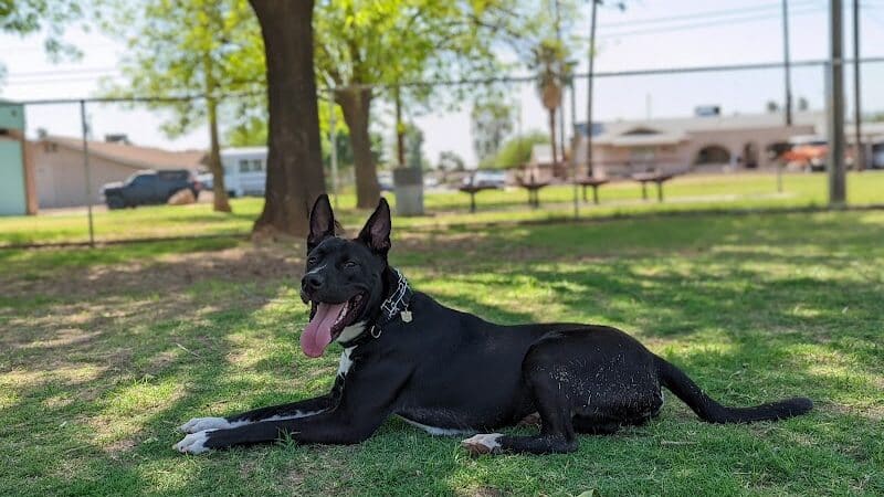Clark Park Dog Park - Tempe, AZ