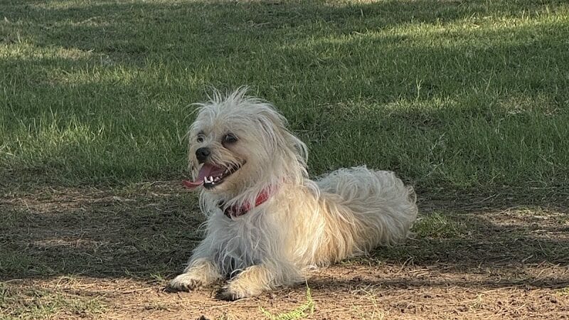 Papago Bark Park - Tempe, AZ