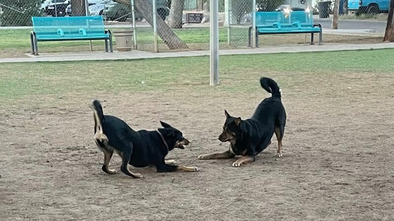 Mitchell Dog Park - Tempe, AZ