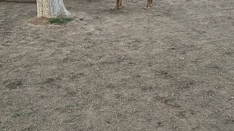 Mitchell Dog Park - Tempe, AZ