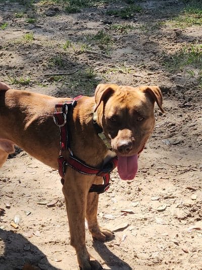 Temple Terrace Dog park - Temple Terrace, FL