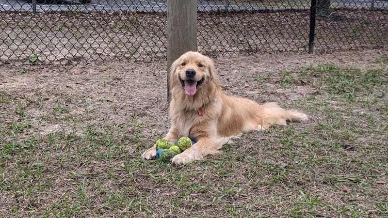 Temple Terrace Dog park - Temple Terrace, FL