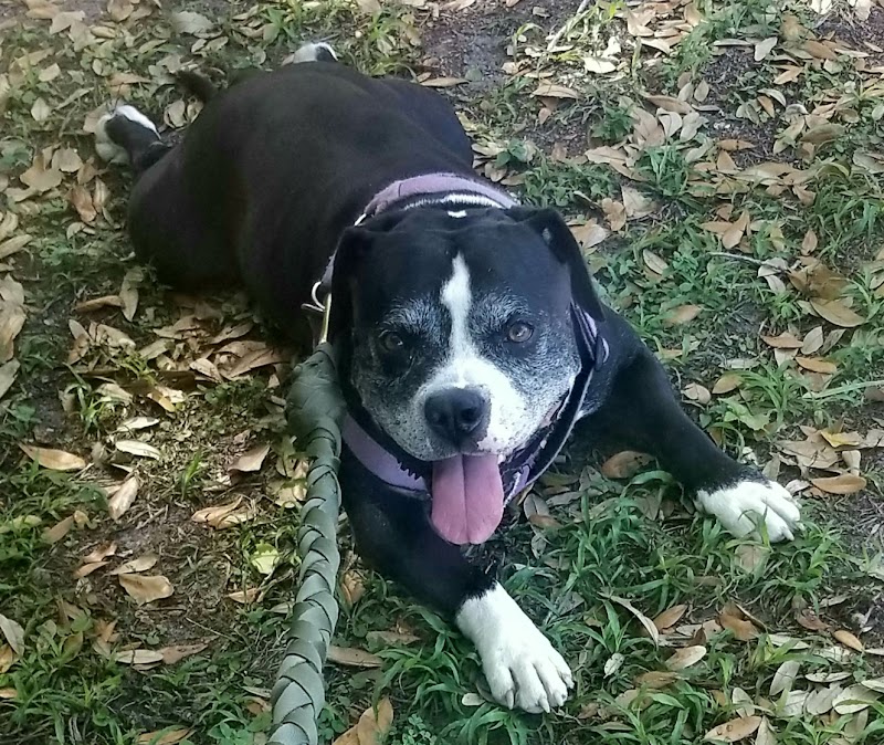 Temple Terrace Dog park - Temple Terrace, FL