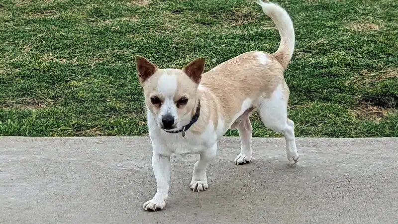 Pawsome Playground Dog Park - The Colony, TX
