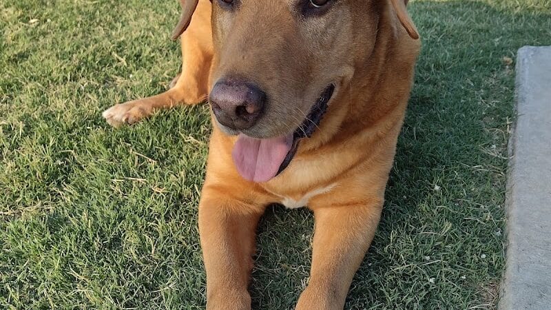 Pawsome Playground Dog Park - The Colony, TX