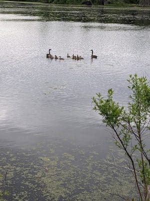 Thomson Causeway Recreation Area