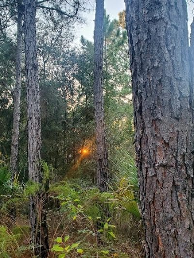 Flatwoods Park - Thonotosassa, FL