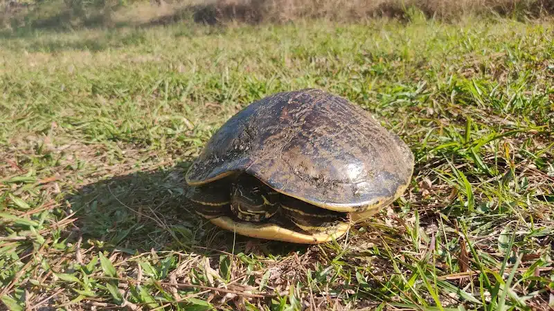 Flatwoods Park - Thonotosassa, FL