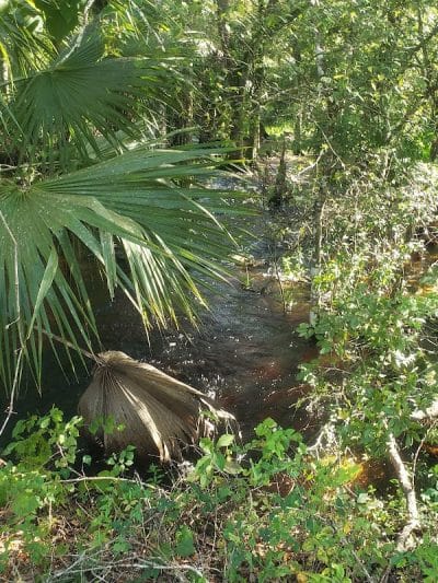 Flatwoods Park - Thonotosassa, FL