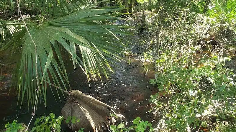 Flatwoods Park - Thonotosassa, FL