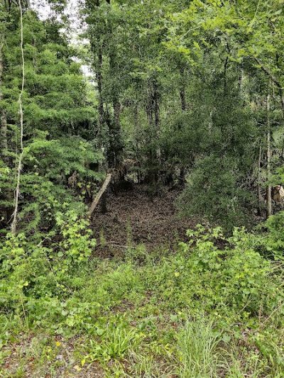 Flatwoods Park - Thonotosassa, FL