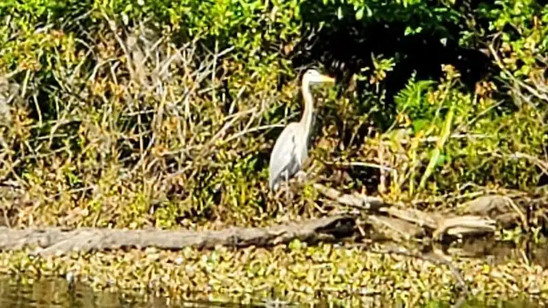 John B Sargeant Sr Park - Thonotosassa, FL