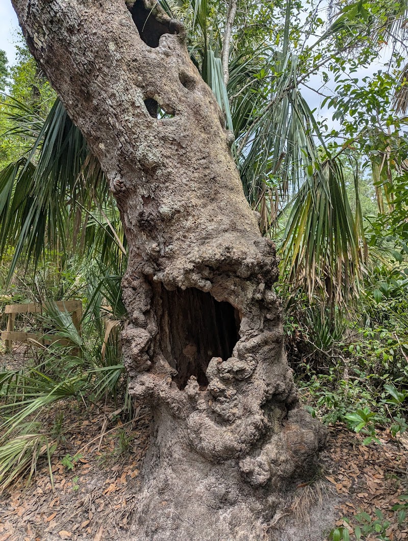 Lower Hillsborough Wildlife Management Area - Thonotosassa, FL