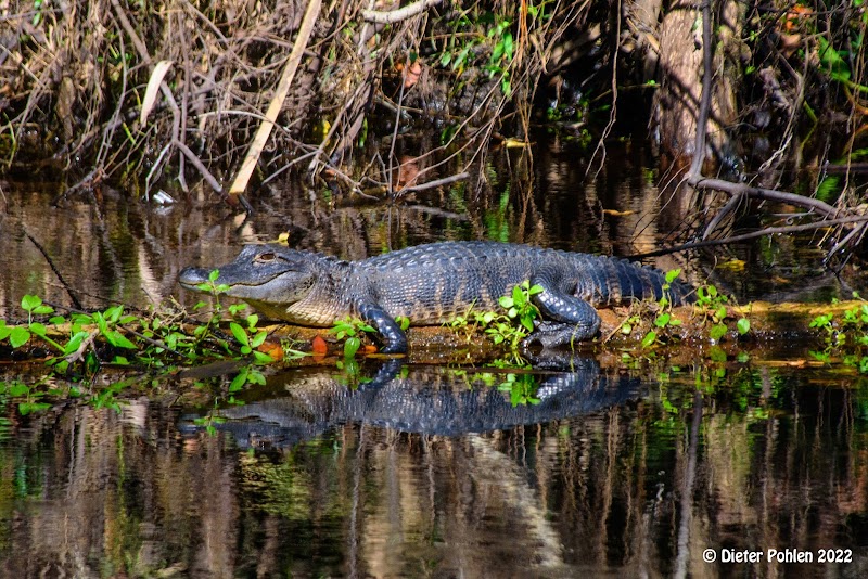 Lower Hillsborough Wildlife Management Area - Thonotosassa, FL