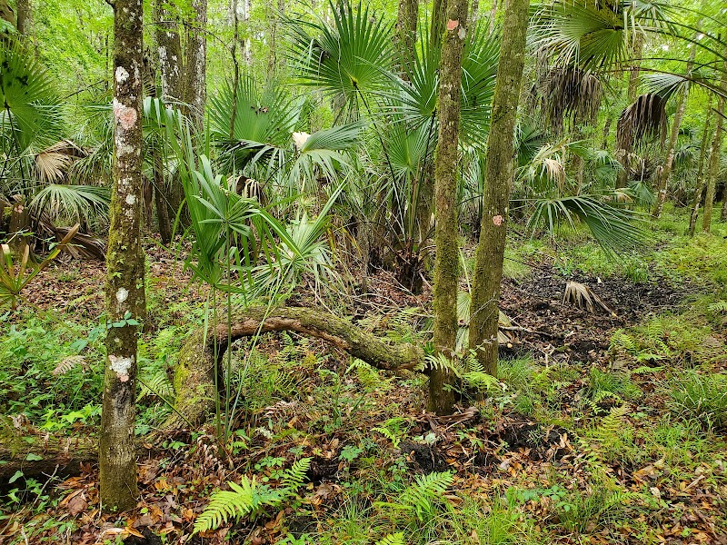 Lower Hillsborough Wildlife Management Area - Thonotosassa, FL