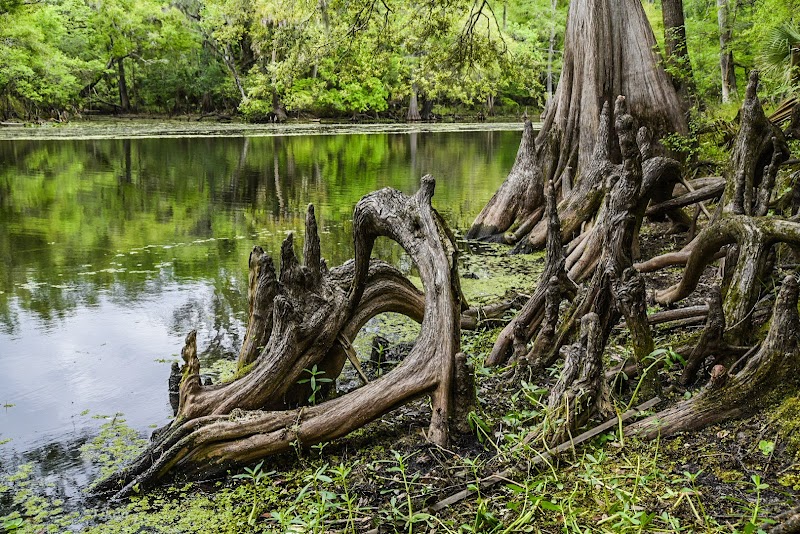 Wilderness Conservation Park - Trout Creek Site - Thonotosassa, FL
