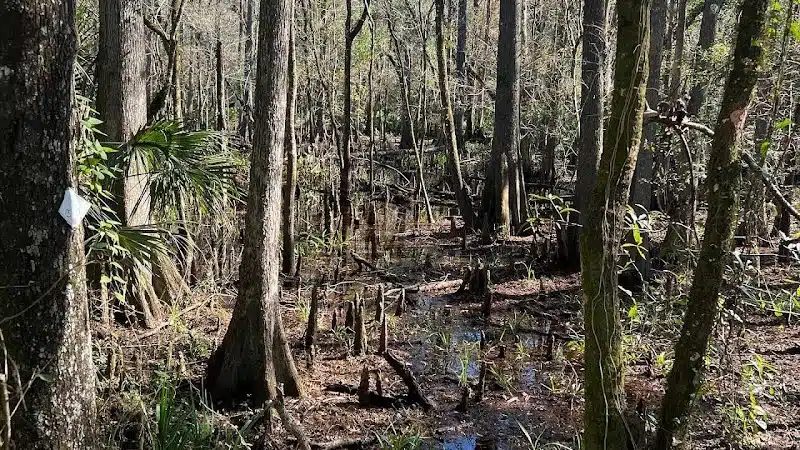 Wilderness park - Thonotosassa, FL