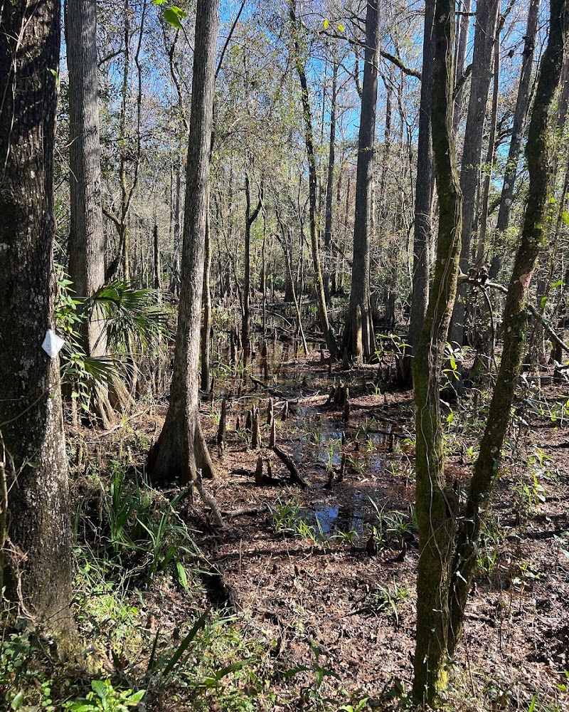 Wilderness park - Thonotosassa, FL
