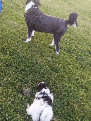Tinley Park Park District Canine Campus (membership required)