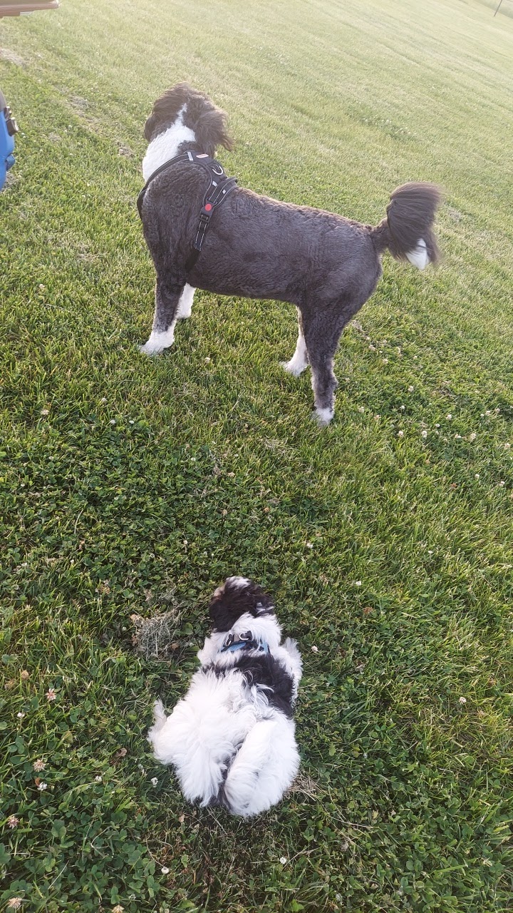 Tinley Park Park District Canine Campus (membership required) - Tinley Park, IL