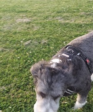 Tinley Park Park District Canine Campus (membership required)
