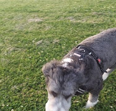 Tinley Park Park District Canine Campus (membership required)