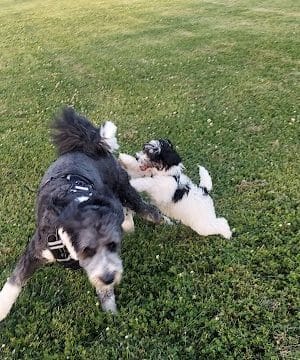 Tinley Park Park District Canine Campus (membership required)