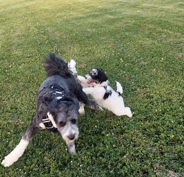 Tinley Park Park District Canine Campus (membership required)