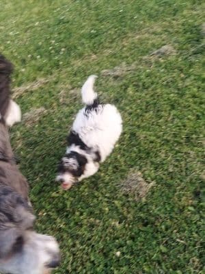 Tinley Park Park District Canine Campus (membership required)