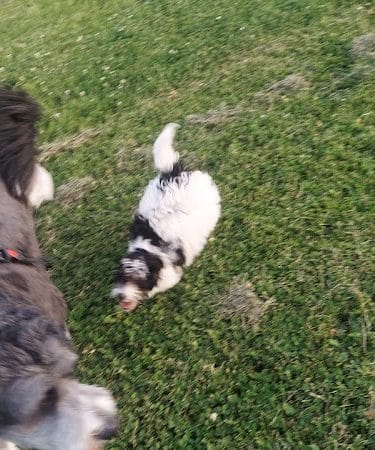 Tinley Park Park District Canine Campus (membership required)