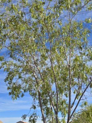 Country Place Tivoli HOA Nature Walk Trail