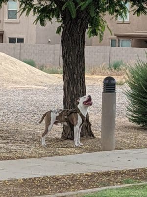 Tolleson Veterans Park