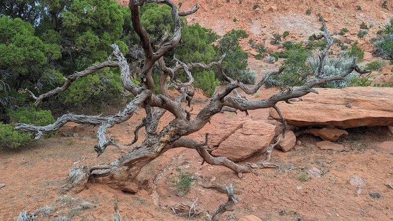 Torrey GWT Trailhead - Torrey, UT