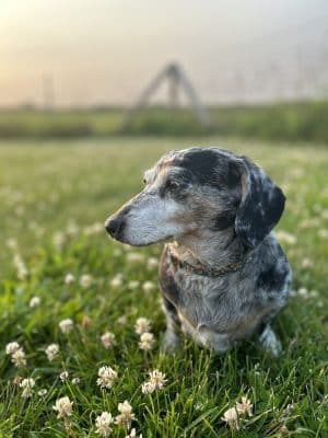Lower Rock Run Dog Park