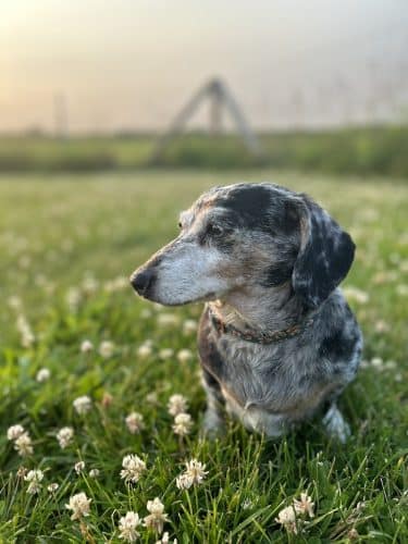 Lower Rock Run Dog Park