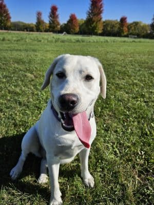 Lower Rock Run Dog Park