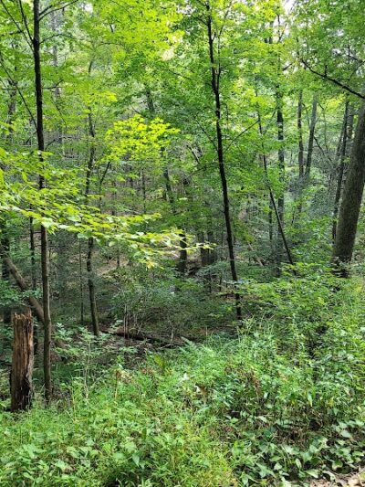 Pequonnock Valley Wildlife Management Area - Trumbull, CT