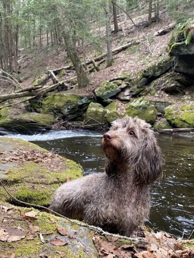 Pequonnock Valley Wildlife Management Area - Trumbull, CT